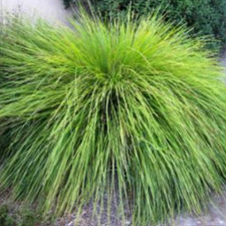 Lomandra Longifolia a grass like plant